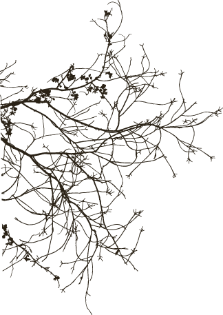 life in 24 frames tree